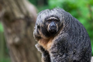 Novac monk (majmun) Novac monk (majmun)